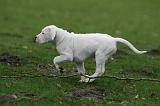 DOGUE ARGENTIN 254